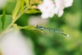Dragonfly arrow blue sitting on a leaf of grass
