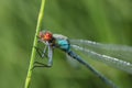 Dragonfly-arrow close-up, early morning in dewdrops