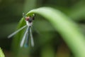 Dragonfly-arrow close-up, early morning in dewdrops