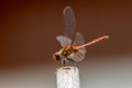 Dragonfly background. Closeup of a blood red dragonfly female Sympetrum sanguineum with large transparent wings and yellow black