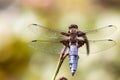 Dragonfly background. Closeup of Broad-bodied chaser dragonfly male Libellula depressa with large transparent wings and light