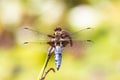Dragonfly background. Closeup of Broad-bodied chaser dragonfly male Libellula depressa with large transparent wings and light