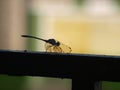 Dragonfly with Backlight