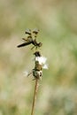 Dragonfly Balance Royalty Free Stock Photo