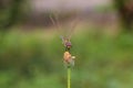 Dragonfly balance. Royalty Free Stock Photo