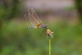 Dragonfly balance. Royalty Free Stock Photo