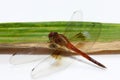 Dragonfly on the bamboo leaf on the white background. it is a fast flying long bodied predator insect with two pairs of large wing