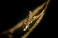 Dragonfly Banded Demoiselle on branch. Royalty Free Stock Photo