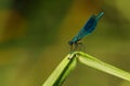 banded demoiselle (Calopteryx splendens ) above water Royalty Free Stock Photo