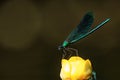 banded demoiselle (Calopteryx splendens ) sitting on a long slender leaf of an aquatic plant Royalty Free Stock Photo