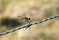 Dragonfly on barbed wire Royalty Free Stock Photo