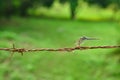 Dragonfly on barbed wire on green Royalty Free Stock Photo