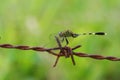 Dragonfly and barbed wire Royalty Free Stock Photo