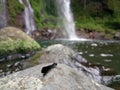 A dragonfly basked above the stone in the morning Royalty Free Stock Photo