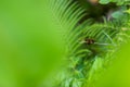 Dragonfly Royalty Free Stock Photo