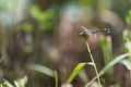 Dragonfly Royalty Free Stock Photo