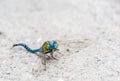 Dragonfly, beautiful colors