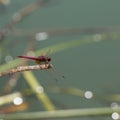 Dragonfly is a beautiful flying insect Royalty Free Stock Photo