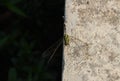 Dragonfly on the roadside Royalty Free Stock Photo