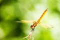 Dragonfly with beautiful wing Royalty Free Stock Photo