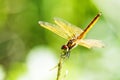 Dragonfly with beautiful wing Royalty Free Stock Photo