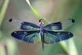 Dragonfly with beautiful wing Royalty Free Stock Photo