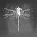 Dragonfly. Beauty insect. Hand drawn stock illustration. Chalk board drawing. White realistic sketch on blackboard and Royalty Free Stock Photo