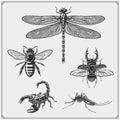 Dragonfly, bee, scorpion and beetle. Vector illustration. Print design for t-shirt. Tattoo design. Royalty Free Stock Photo