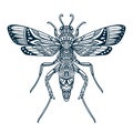 Dragonfly beetle doodle vector illustration