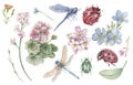 Dragonfly beetle ladybug insects and flowers geranium and forget-me-nots beautiful spring clipart hand drawn watercolor set separa