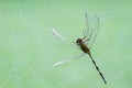 dragonfly being caught in a spiders web on blurred green background, copyspace Royalty Free Stock Photo