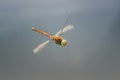 Dragonfly with big green eyes flies directly Royalty Free Stock Photo