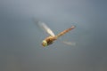 Dragonfly with big green eyes flies directly Royalty Free Stock Photo