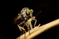 Dragonfly on black background