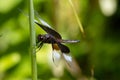 Black and White Dragonfly on a Reed Royalty Free Stock Photo