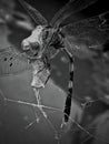 a dragonfly in black and white mode trapped in a spider web in t Royalty Free Stock Photo