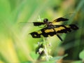 Dragonfly, Black and yellow wings of dragonfly on a small flower Royalty Free Stock Photo