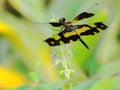 Dragonfly, Black and yellow wings of dragonfly on a small flower Royalty Free Stock Photo