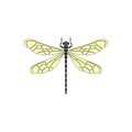 Dragonfly. Black dragonfly with yellow wings on white background. Flat design. Silhouette icon. Vector illustration Royalty Free Stock Photo