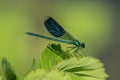 Dragonfly on blackberry leaf