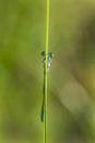 Dragonfly on a blade of grass Royalty Free Stock Photo