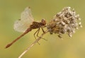 Dragonfly on a blade of grass dries its wings from dew under the first rays of the sun before flight Royalty Free Stock Photo