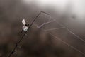 A dragonfly on a blade of grass dries its wings from dew Royalty Free Stock Photo