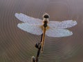 Dragonfly on a blade of grass dries its wings from dew Royalty Free Stock Photo