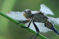 A dragonfly on a blade of grass dries its wings from dew Royalty Free Stock Photo