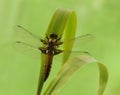 the dragonfly on a blade of grass dries its wings from dew