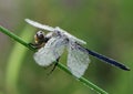 Dragonfly on a blade of grass dries its wings from dew Royalty Free Stock Photo