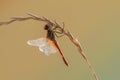 Dragonfly on a blade of grass dries its wings from dew under the first rays of the su Royalty Free Stock Photo