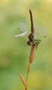 A dragonfly on a blade of grass dries its wings from dew under the first rays of the sun before flight Royalty Free Stock Photo