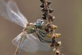 Dragonfly on a blade of grass dries its wings from dew under the first rays of the sun before flight Royalty Free Stock Photo